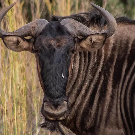 Minara Private Boutique Game Lodge-2